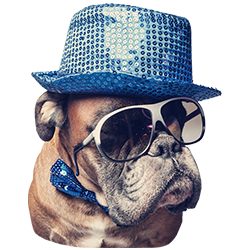 Dog wearing sparkly hat, matching bowtie and sunglasses